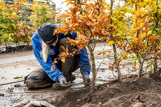 Plantning af hæk